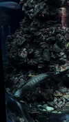 mishel_d_ Altpins Profile Picture