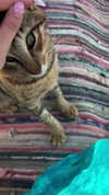 hellokittyangel666 Altpins Profile Picture