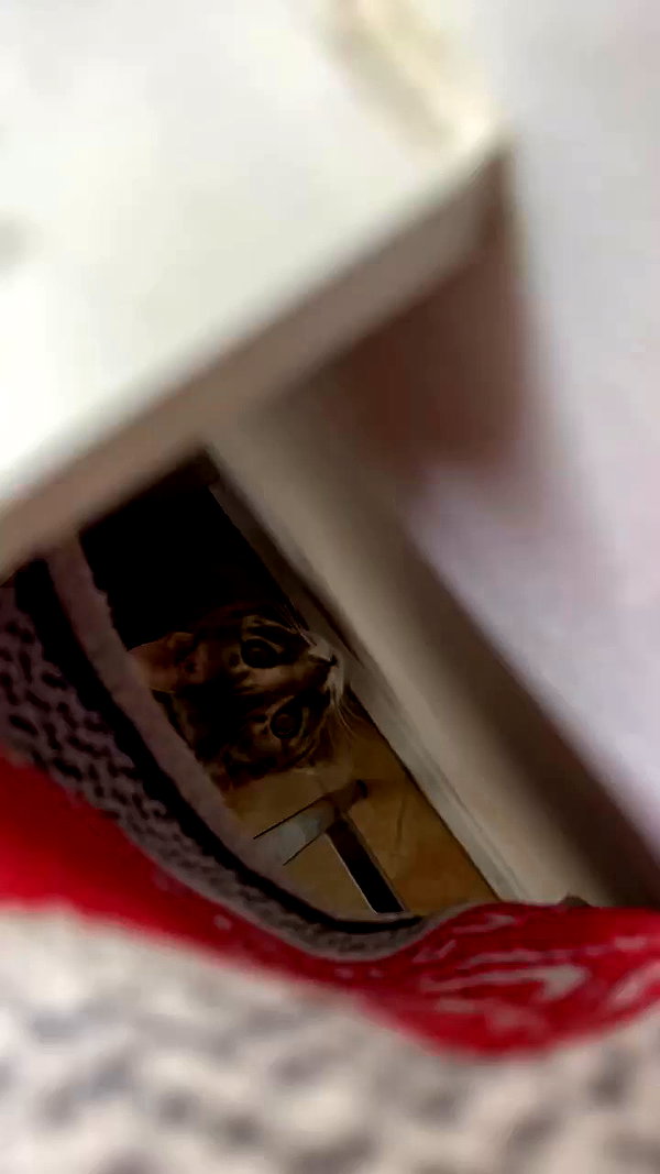 notchicore archive video preview