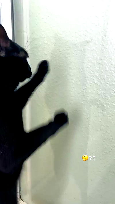 suikomuu suikomuu archive video