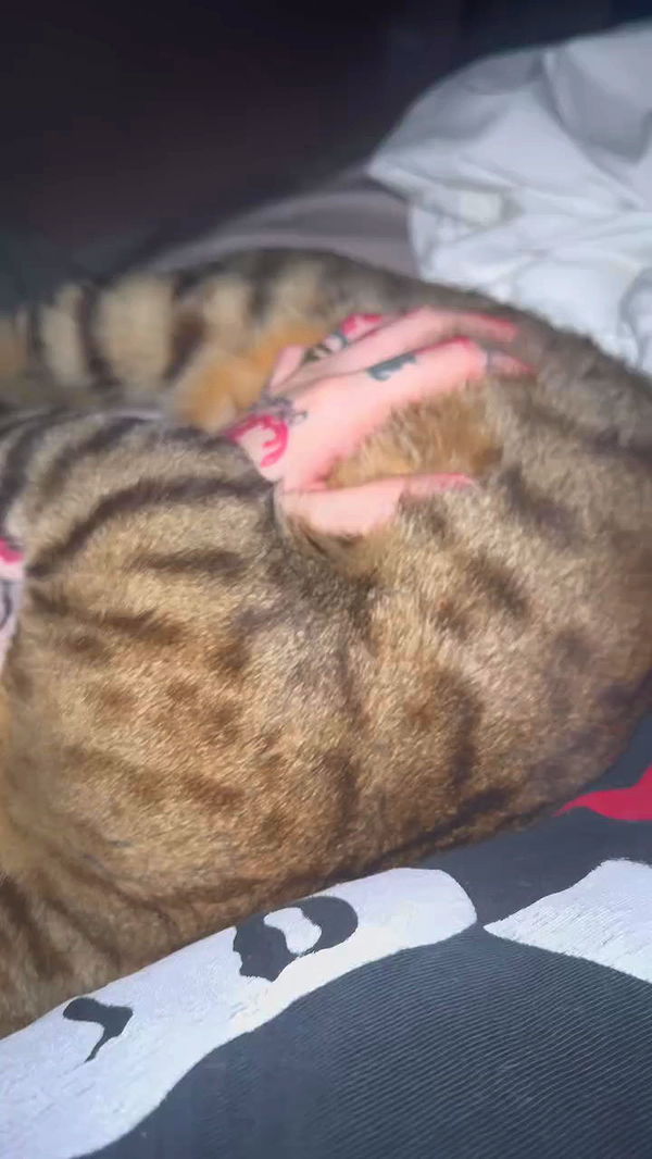 laurinchhhe archive video preview