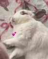 danielle.mercedie Altpins Profile Picture