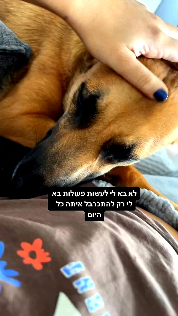 yuval_raz archive video preview
