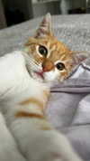 giulia_tosini_ Altpins Profile Picture