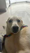 galibilaus Altpins Profile Picture