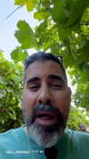 tali_grapes Altpins Profile Picture