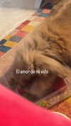 _broock_ Altpins Profile Picture