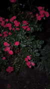raay.seen Altpins Profile Picture