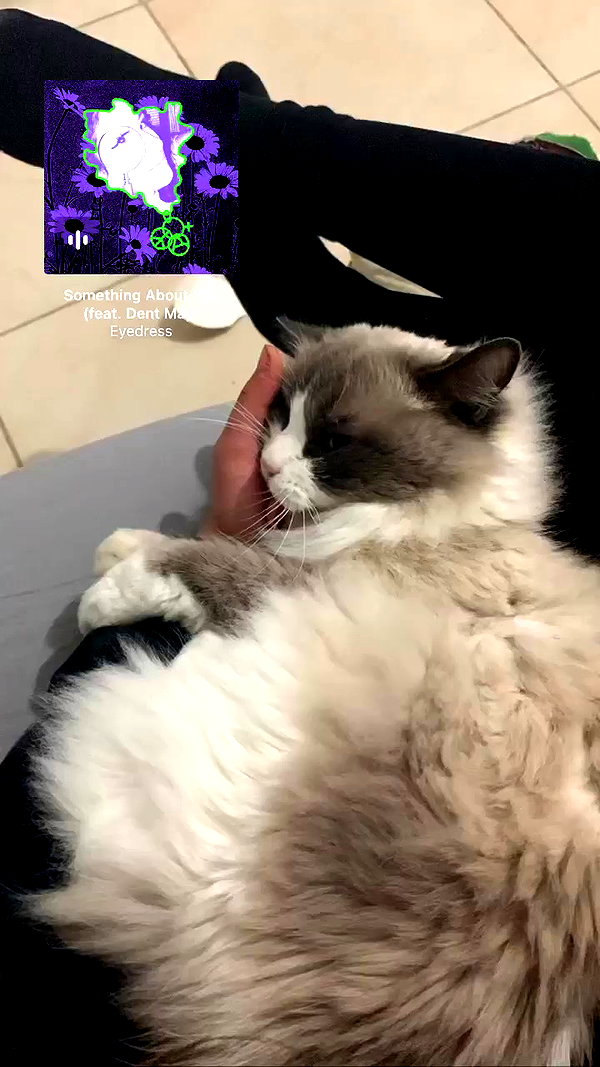 simp_for_cats_ archive video preview