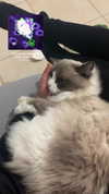 simp_for_cats_ Altpins Profile Picture