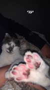 lera.genadenik Altpins Profile Picture