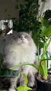 estr3iia Altpins Profile Picture