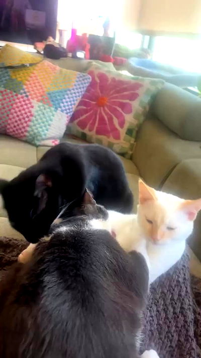 tatum.ricee tatum.ricee archive video