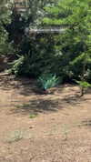 krmndz05 Altpins Profile Picture