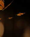 mariahcarey Altpins Profile Picture