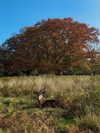 mollieruck Altpins Profile Picture