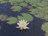 forestowwwl Altpins Profile Picture
