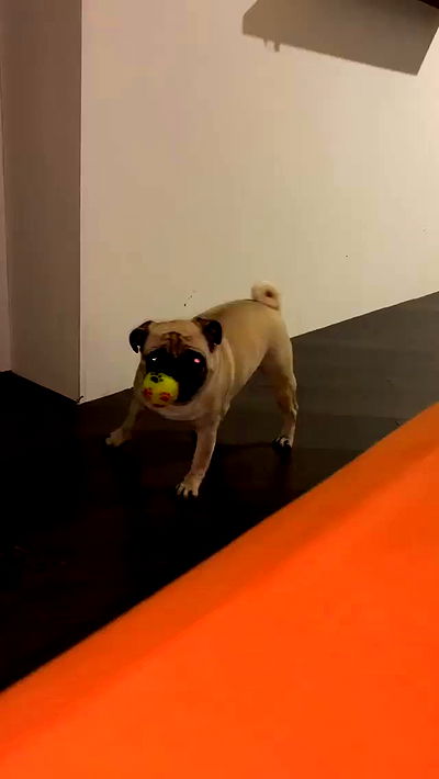 nyityam nyityam archive video