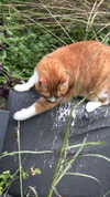 roni_ackerman Altpins Profile Picture