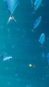 gissell_eli Altpins Profile Picture