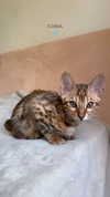 sabiyo Altpins Profile Picture
