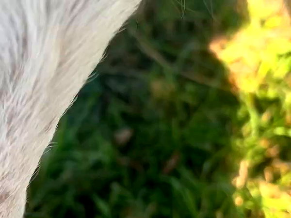 charley.chambers archive video preview
