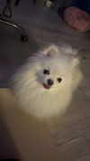 imshigh_ Altpins Profile Picture