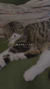 sonia_litvanchuk Altpins Profile Picture