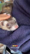 efrat_elmalich Altpins Profile Picture