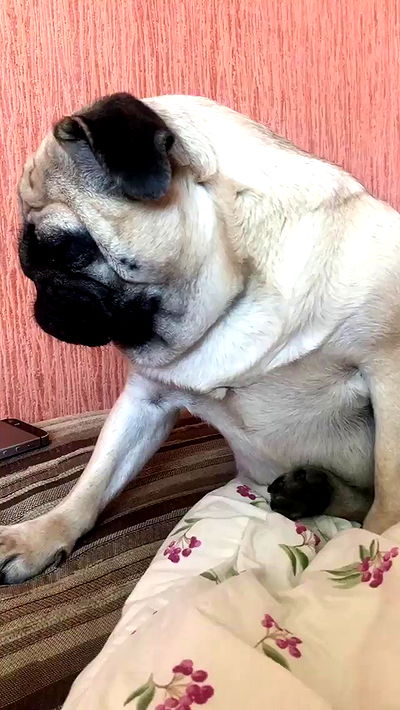 nyityam nyityam archive video