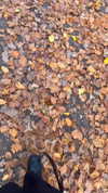 ayash.hila Altpins Profile Picture