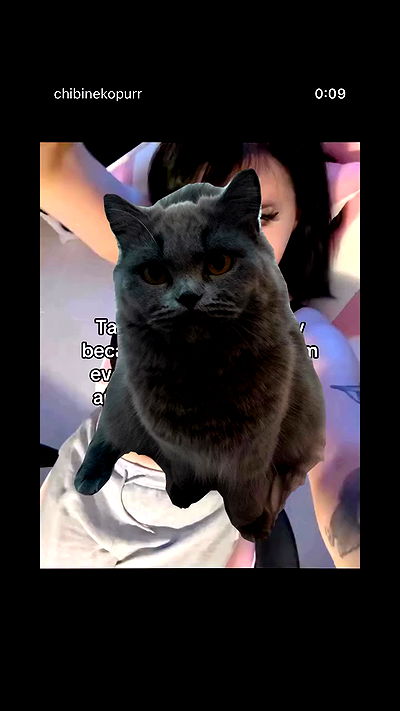 chibinekopurr chibinekopurr archive video