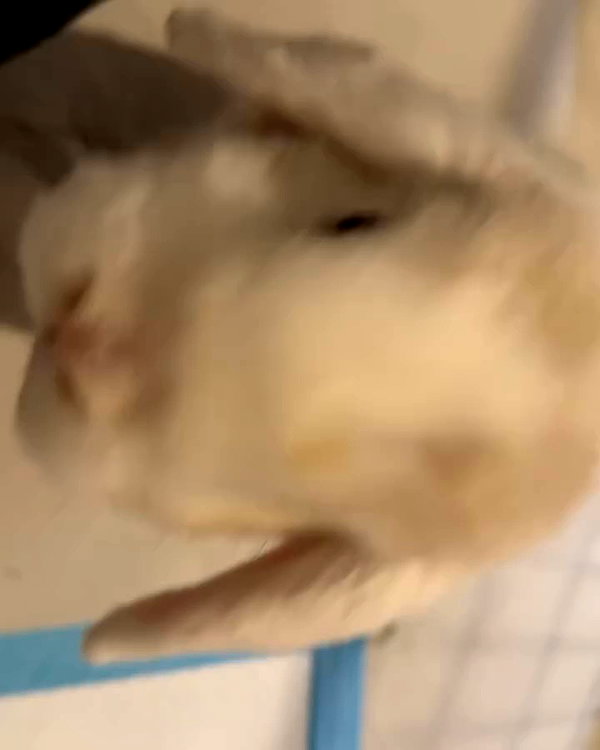 peachtoot.plz archive video preview
