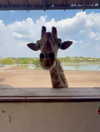 whylollycry Altpins Profile Picture