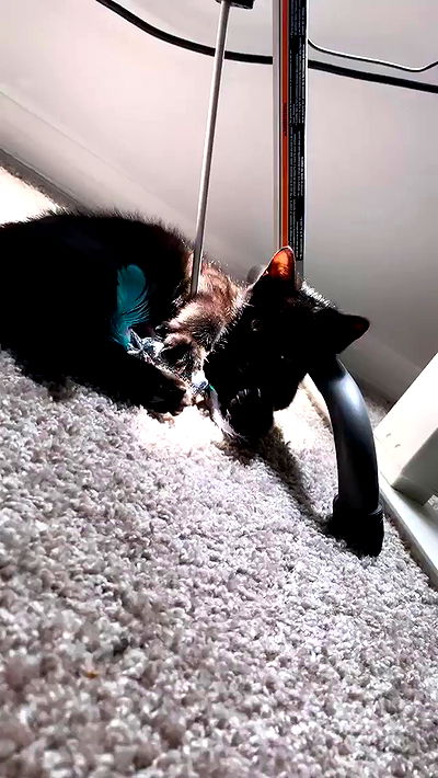 suikomuu suikomuu archive video