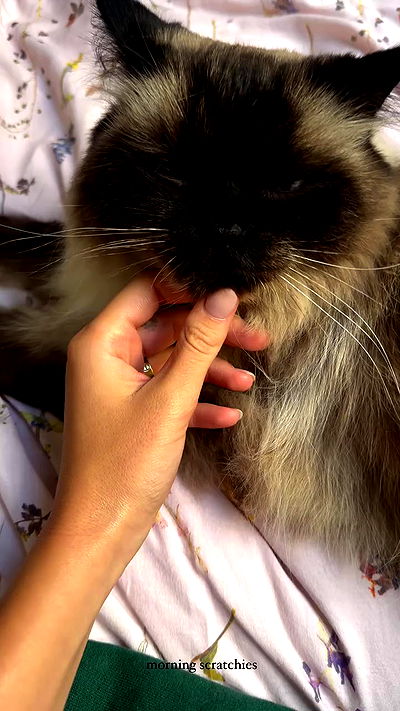 taylor.creeden taylor.creeden archive video