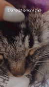 evasela__ Altpins Profile Picture
