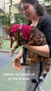 roni_ackerman Altpins Profile Picture