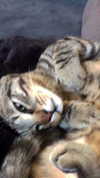 hilax4ngel Altpins Profile Picture