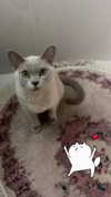 avestanova Altpins Profile Picture