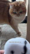 itsilanosh Altpins Profile Picture