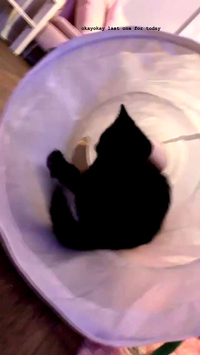 suikomuu suikomuu archive video