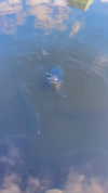 leonanaomii Altpins Profile Picture