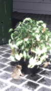 gisellelee8 Altpins Profile Picture
