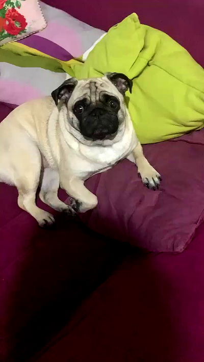 nyityam nyityam archive video