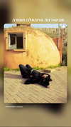strawberryshanz Altpins Profile Picture