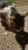 dante_yangpa Altpins Profile Picture