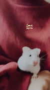 lilih Altpins Profile Picture
