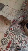 alma.almog Altpins Profile Picture