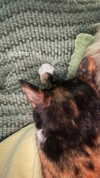 olivia.bolgerr Altpins Profile Picture